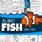 Fish for kids lesson plan filled with tons of fun information and facts including shape, camouflage, life cycles, label anatomy, tests, experiments on swim bladder / buoyancy, lateral lines, and more!