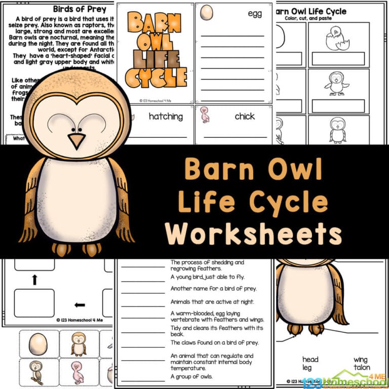 Learn about the barn owl life cycle with FREE farm animals worksheets! Use to study life on the farm, barn owls for kids, or alife cycles!