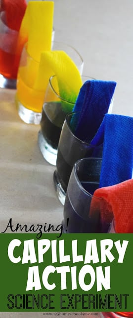 Your kids are going to be blown away by this fun, colorful capillary action experiment that teaches a simple science principle . Use this capillary action for kids project with toddler, preschool, pre-k, kindergarten, first grade, 2nd grade, and 3rd grade students. This capillary action science experiment is sometimes called a walking water experiment. No matter what you call it, this beautiful walking rainbow activity is sure to AMAZE kids of all ages!