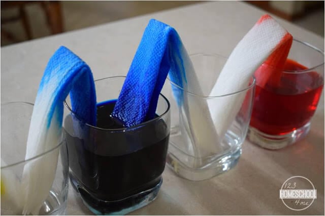 capillary action science experiment for kids