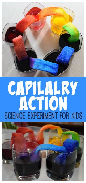 Your kids are going to be blown away by this fun, colorful capillary action experiment that teaches a simple science principle . Use this capillary action for kids project with toddler, preschool, pre-k, kindergarten, first grade, 2nd grade, and 3rd grade students. This capillary action science experiment is sometimes called a walking water experiment. No matter what you call it, this beautiful walking rainbow activity is sure to AMAZE kids of all ages!