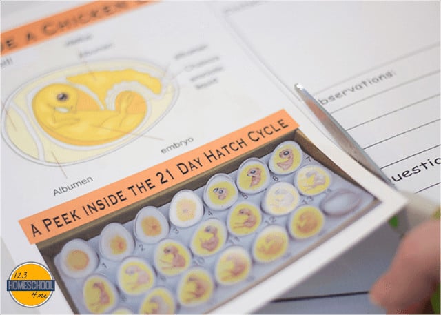 FREE Hatching Baby Chicks Observation Book