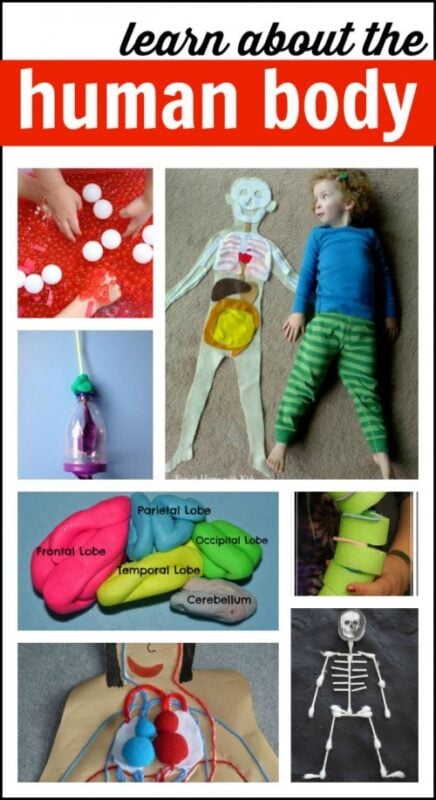 Human Body Kids Activities