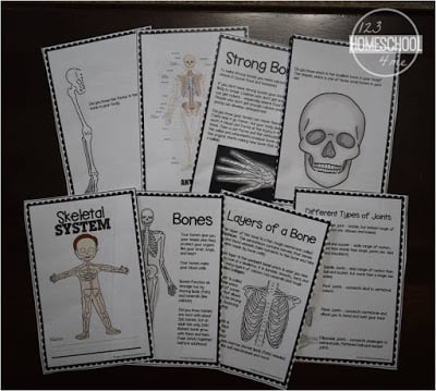 Skeletal-System-Worksheets-Kids