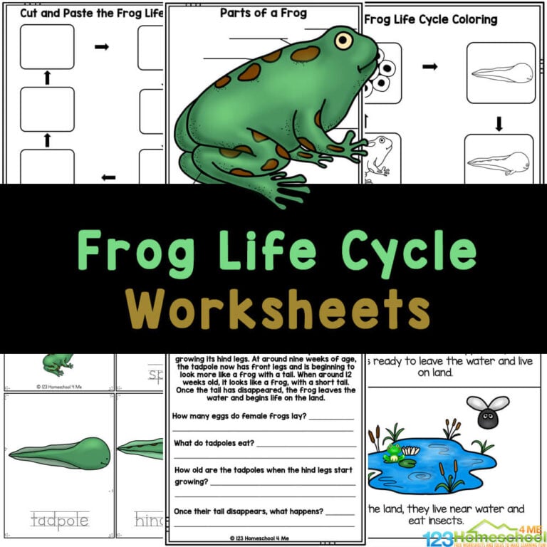 Teach life cycle of a frog with these cute, no-prep, and FREE printable frog worksheets perfect for elementary students as spring science!