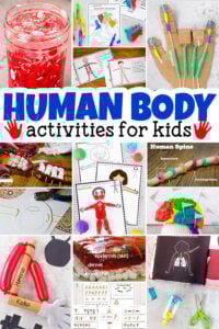 Learn about our amazing bodies with these human body for kids activities. These human body projects allow children to learn about the heart, muscles, lungs, 5 senses, bones organs, cells, and so much more! In additin to human body activities, we've included human body worksheets and printables to help you complete your anatomy lessons. Use these human body science experiments for preschool, pre-k, kindergarten, first grade, 2nd grade, 3rd grade, 4th grade, 5th grade, and 6th graders too.