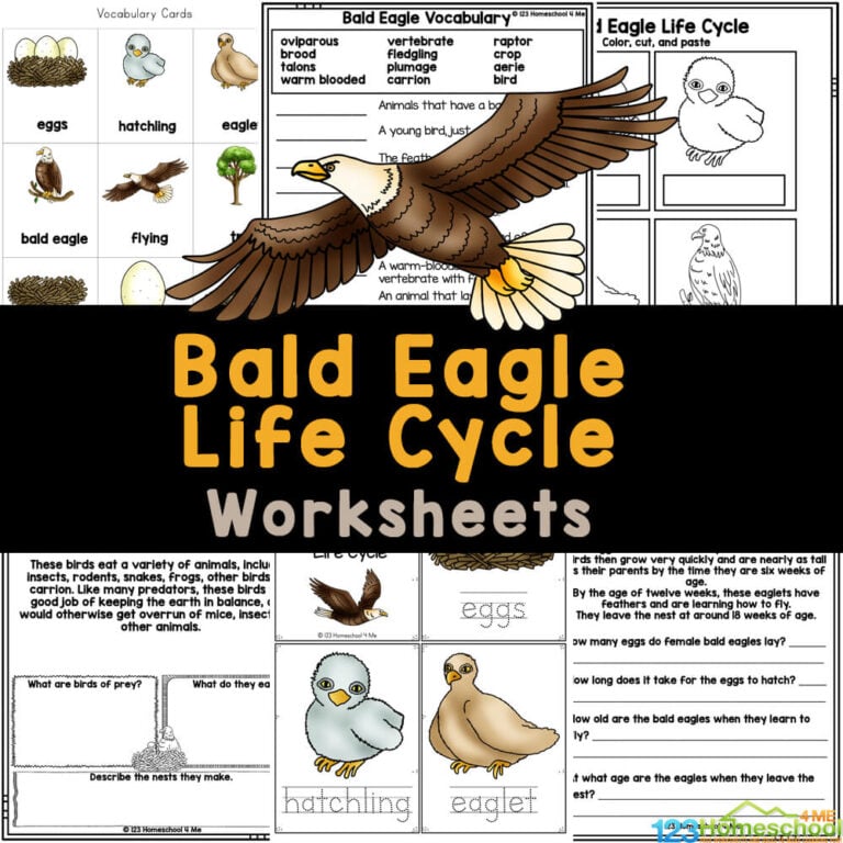 Learn about the life cycle of a bald eagle with science worksheets for elementary students! Print FREE eagle's life cycle pages now!