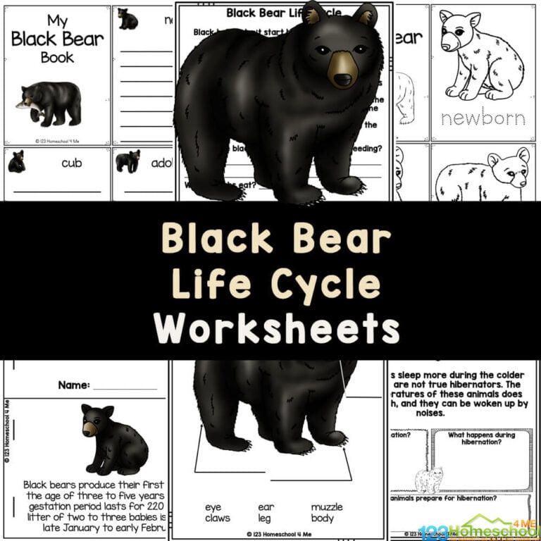 Learn about the black bear life cycle with these free printable worksheets: life cycle of a bear, facts for kids, habitat, hibernating, label the black bear, create a mini-book, research forms, report templates, and so much more!