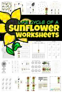 One of my favorite things about summer are all the pretty flowers growing everywhere. And no flower stands out like the tall, cheery sunflower! Learn about flower life cycles in this life cycle of a sunflower worksheet pack with over 65 pages! Not only are there sunflower life cycle worksheet choices, but sunflower worksheets to practice math, and liteary skills such as alphabet matching, tracing letters, counting, subtracting, singular / plural, graphing, telling time, and so much more with preschool, pre-k, kindergarten, and first grade students. Simply print pdf file with flower worksheets and you are ready to play and learn with these life cycle worksheets.