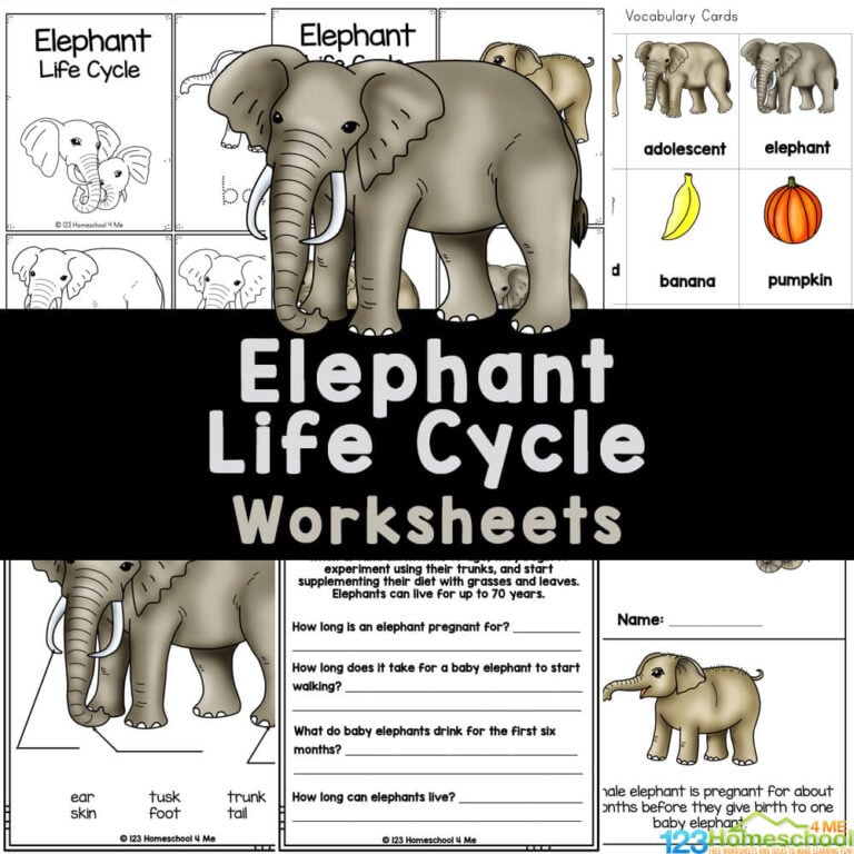 Learn about the life cycle of an elephant with over 30 pages of free worksheets about Elephants for elementary students.