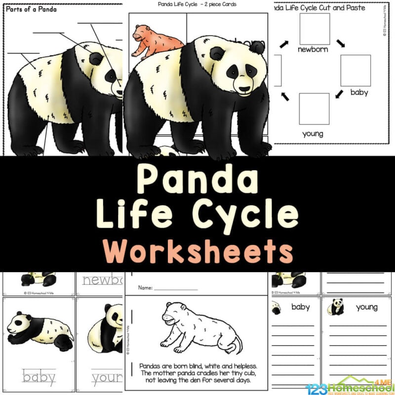 Panda Life Cycle