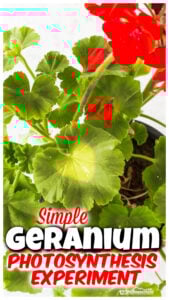 Are you learning about plants with your kids? Most children learn about plant life cycles and sprout a seed, but this photosynthesis experiment allows students to learn about photosynthesis for kids is a very simple, easy plant experiment. This photosynthesis activity is fun for all ages from preschool, pre-k, kindergarten, first grade, 2nd grade, 3rd grade, and up.