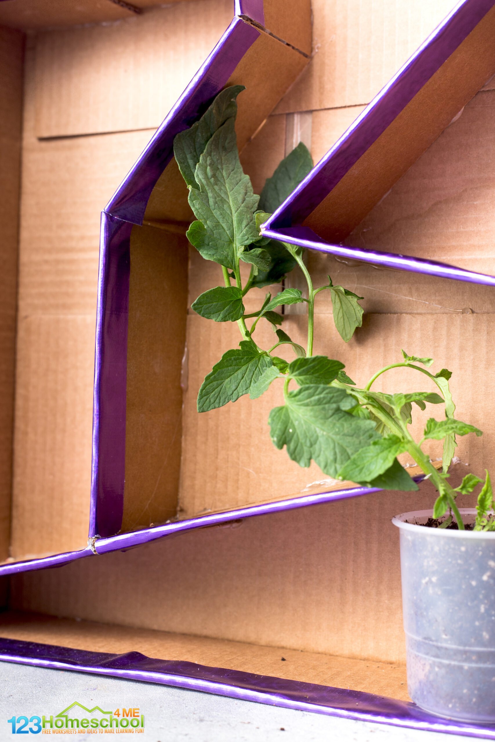 Maze Potato Plant Experiment Activity for Kids