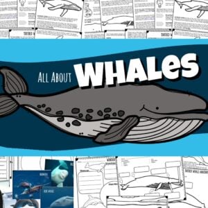 All About Whales and Dolphins lesson for kids. Printable information, facts, worksheets, label the whale, whale life cycle and more!