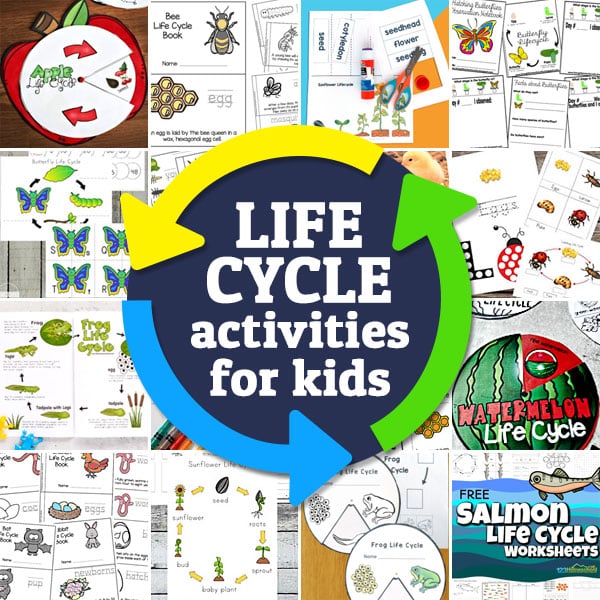 Learn about over 30 life cycles for kids with FREE printable worksheets that cover plants and animals: apple, pumpkin, sunflower, frog, butterfly, chicken, salmon, penguin, shark, ladybug, and many more!